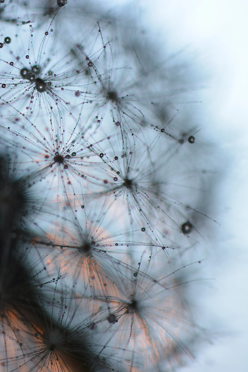 Macro Dandelion Seeds with Dew Drops