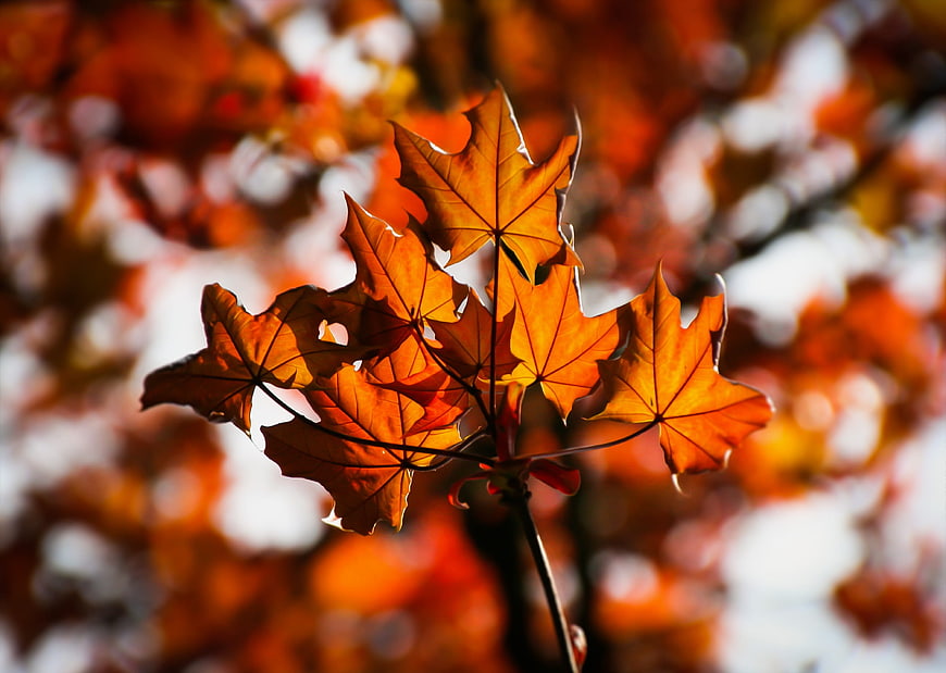 Vibrant Orange Maple Leaves Backlit by Sunlight in Autumn