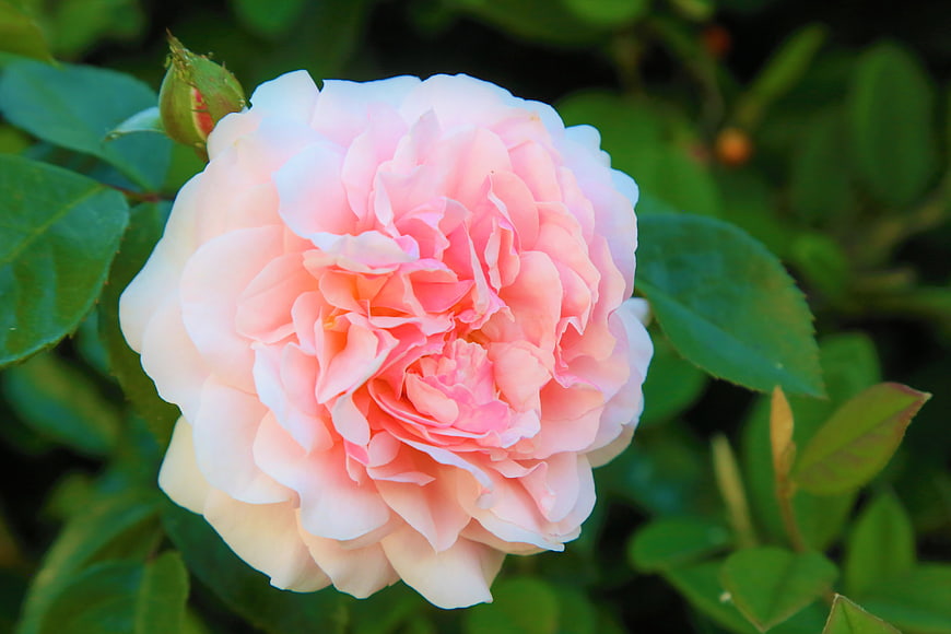 Close-up of a delicate pink rose bloom in a garden