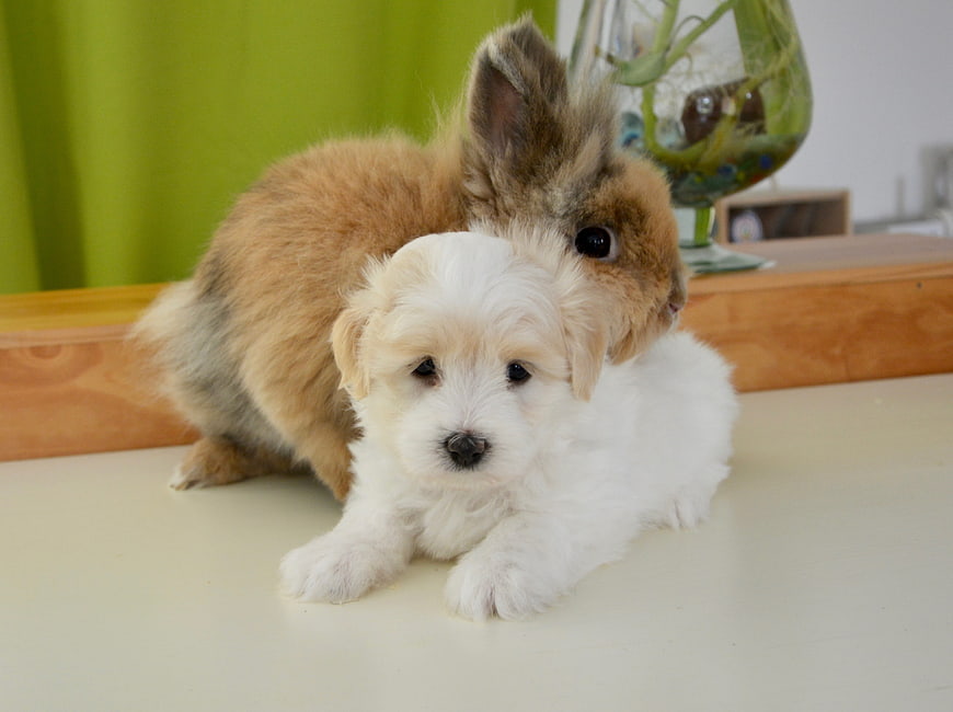Cute white puppy and brown rabbit cuddling together