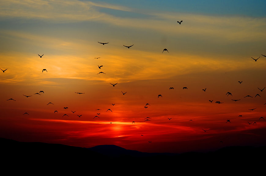 Silhouetted Flock of Birds Flying Against Vibrant Sunset Sky