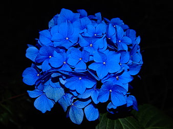 Vibrant Blue Hydrangea Bloom Isolated on Dark Background
