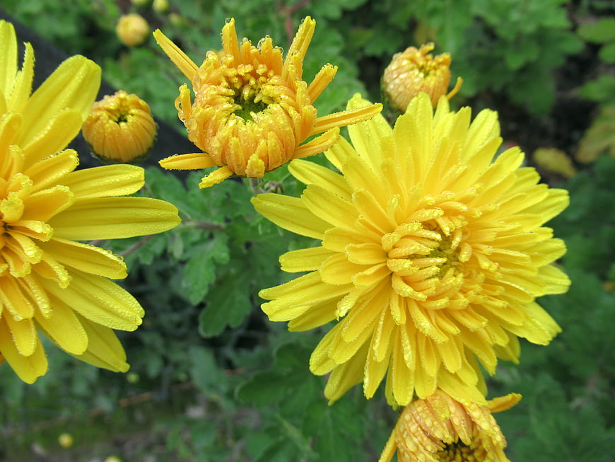 Close-up of vibrant yellow chrysanthemums with dew drops