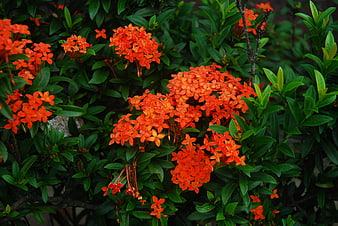 Vibrant Orange Ixora Flowers on Green Bush
