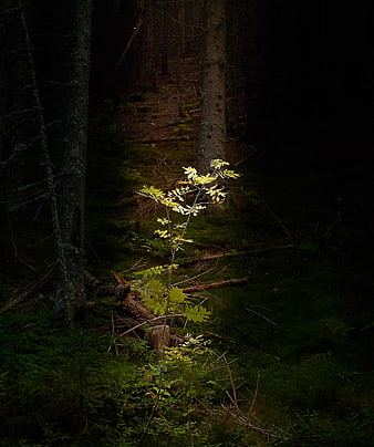 Sunlit sapling in dark forest with mossy ground