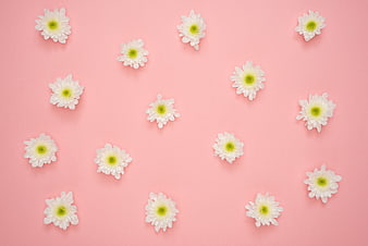 White daisies scattered on pastel pink background