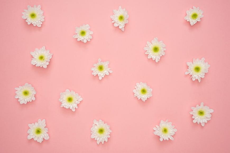 White daisies scattered on pastel pink background