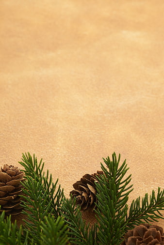Christmas pine branches and cones on kraft paper background