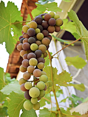 Ripe Red and Green Grapes Hanging on Vine