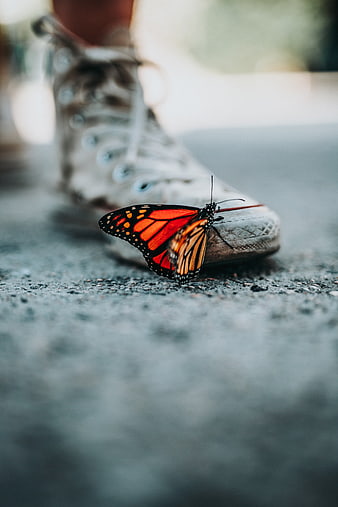 Monarch Butterfly Resting on Sneaker Toe