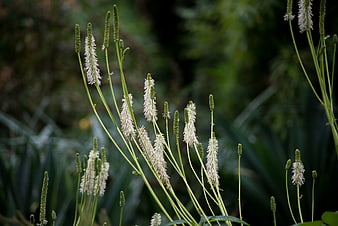 White flowering plant spikes against blurred green garden background