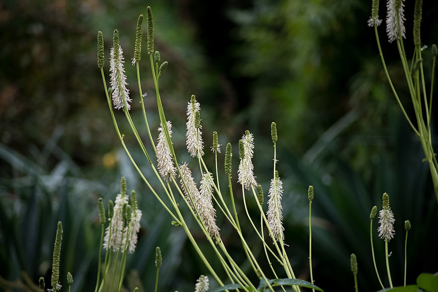 White flowering plant spikes against blurred green garden background