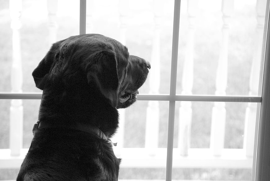 Black Labrador Retriever Looking Out Window in Black and White