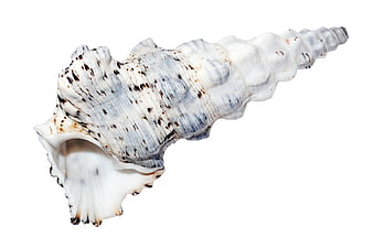 White and Blue Spiral Seashell on White Background