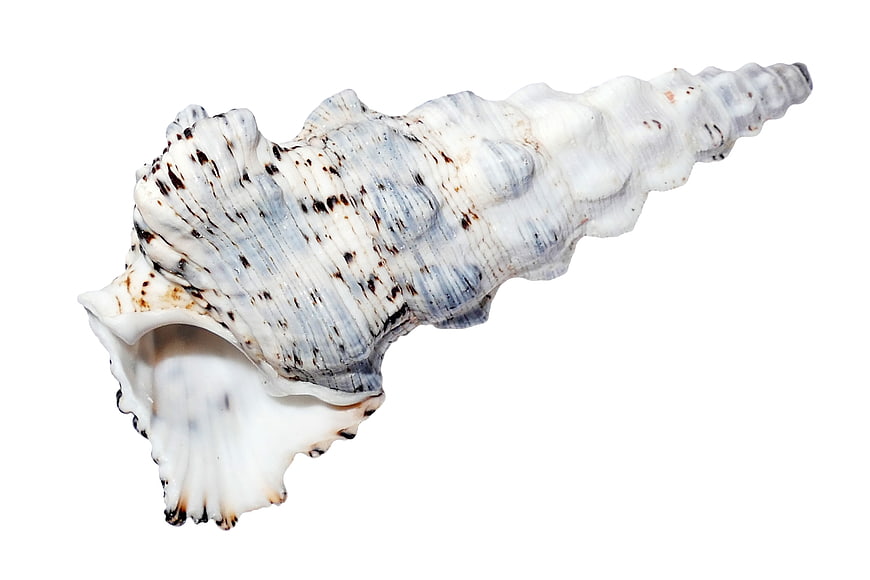 White and Blue Spiral Seashell on White Background