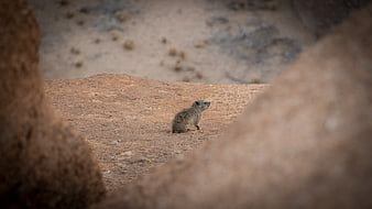 Hyrax standing on red sandstone rock in Namibian desert landscape