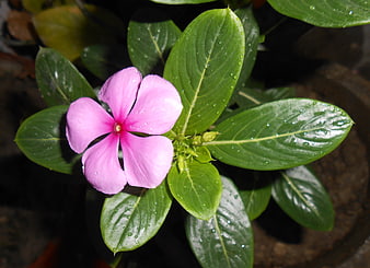 Pink Madagascar Periwinkle Flower With Green Leaves And Water Droplets