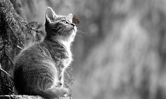 Black and white kitten watching a butterfly