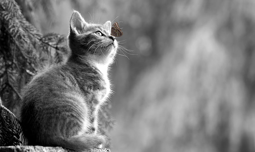 Black and white kitten watching a butterfly