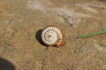 Close-up of a spiral snail shell on textured sand