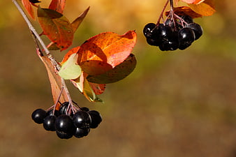 Black Aronia Berries on Branch with Autumn Leaves