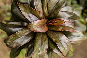 Close-up of dark green and purple variegated plant leaves