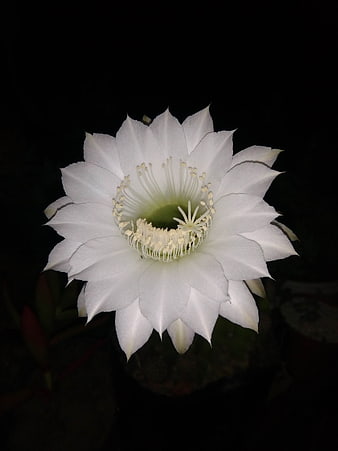 White Cactus Flower Blooming at Night