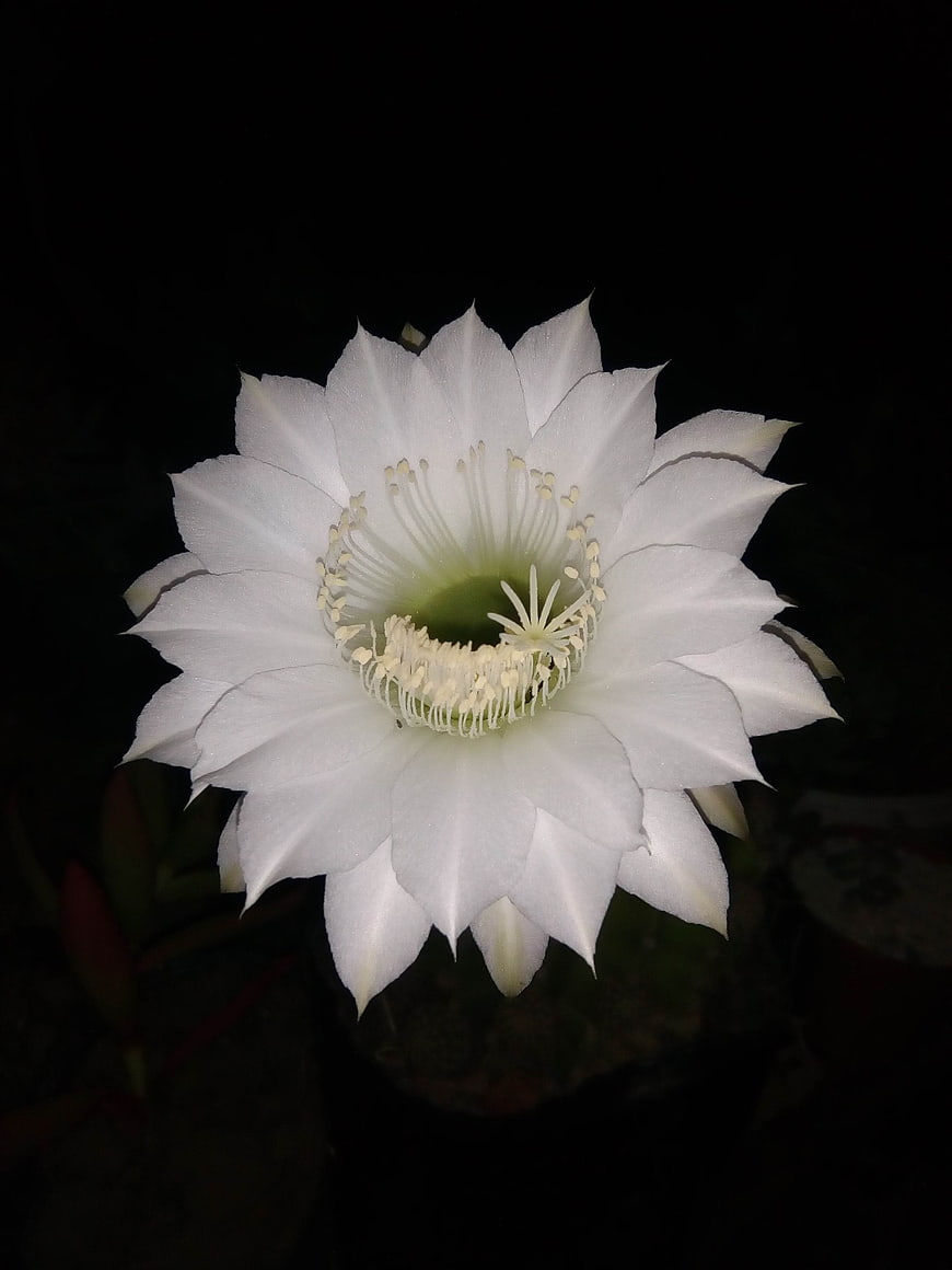 White Cactus Flower Blooming at Night