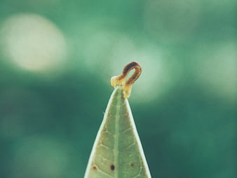 Close-up of a small brown caterpillar on a green leaf tip