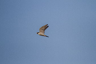 Peregrine Falcon Soaring in Blue Sky