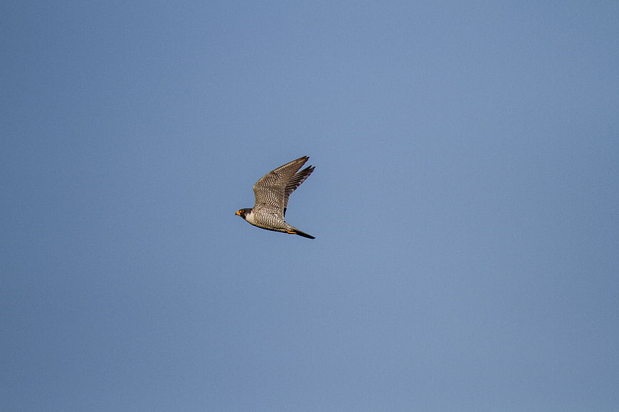 Peregrine Falcon Soaring in Blue Sky