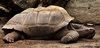 Galápagos Giant Tortoise Resting On Dirt Ground In Zoo Enclosure