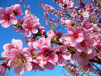Pink Peach Blossoms Blooming Against A Bright Blue Sky