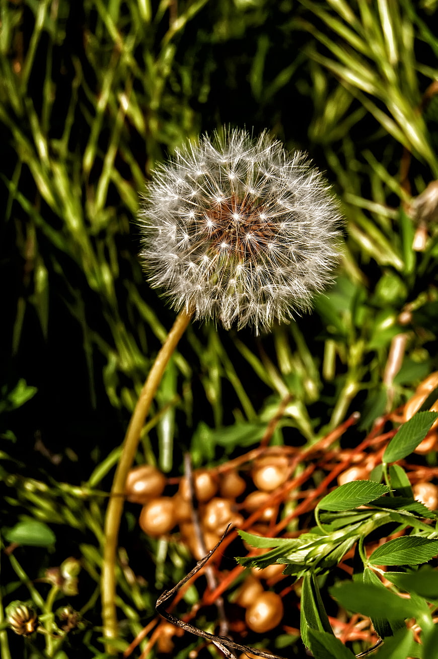 Close-up of a Dandelion Seed Head in Green Grass
