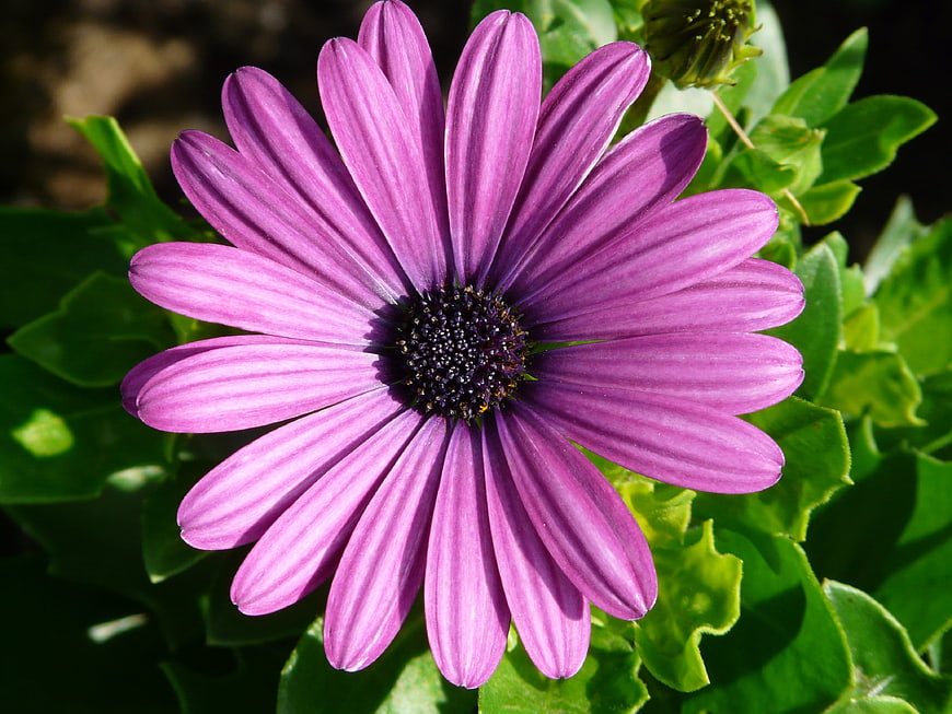 Close-up of vibrant purple African Daisy flower with green leaves