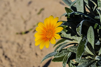 Yellow Gazania Flower Growing in Sandy Soil
