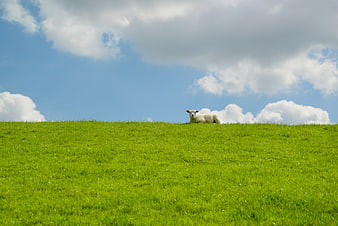 Lamb resting on green grassy hill under blue sky