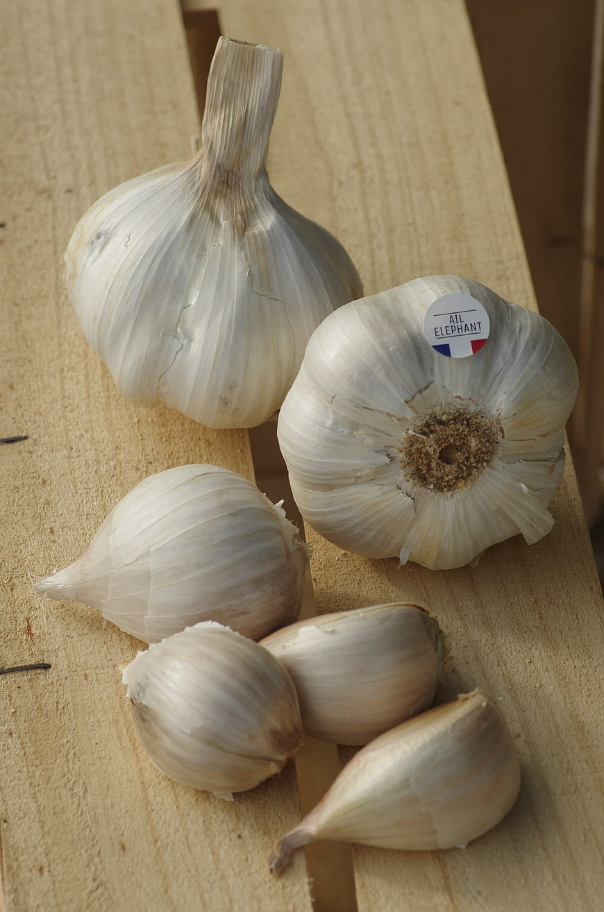 Fresh Elephant Garlic Bulbs and Cloves on Wooden Surface