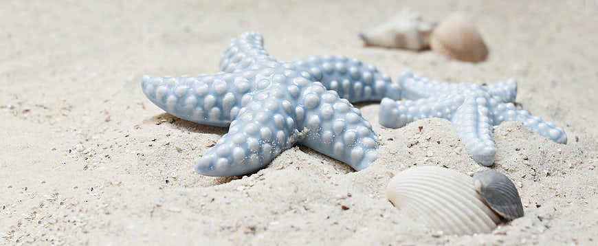 Blue Porcelain Starfish and Shells on White Sand