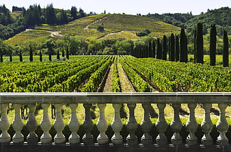Scenic Sonoma Vineyard Landscape With Stone Balustrade And Rolling Hills