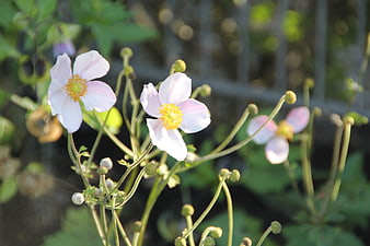 Delicate Pink Anemone Flowers in a Garden