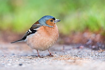 Male Chaffinch Bird Standing on Gravel Path