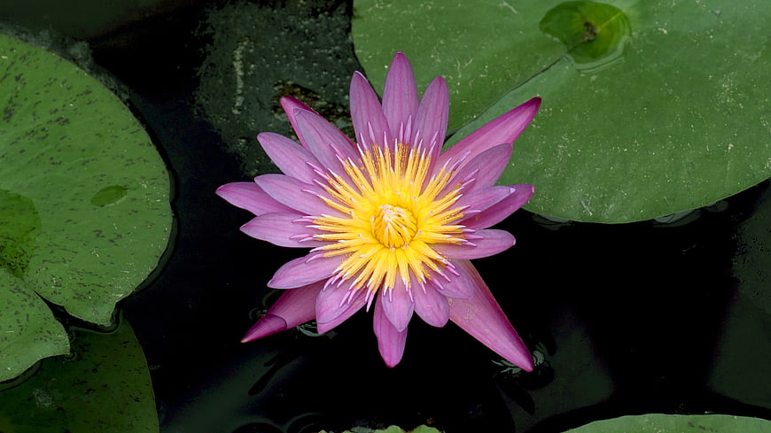 Pink Water Lily with Yellow Center on Dark Pond