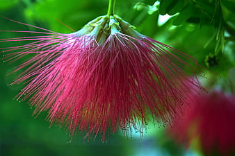 Close-up of vibrant pink bottlebrush flower against green leaves