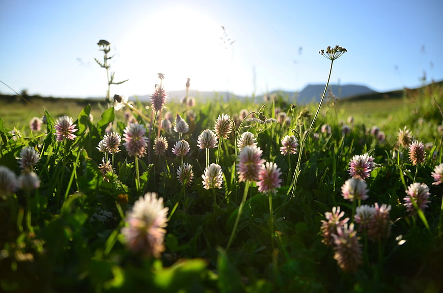 Low Angle View of White and Pink Clover Flowers in Green Meadow