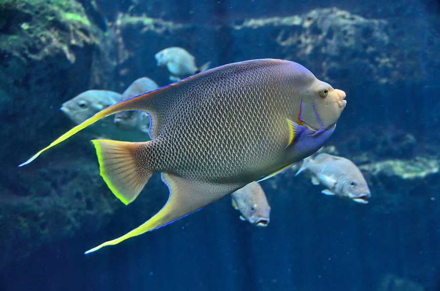 Large Angelfish Swimming in Blue Aquarium Water