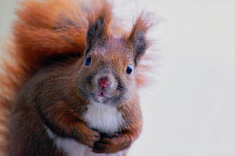 Close-up portrait of a curious red squirrel with fluffy tail