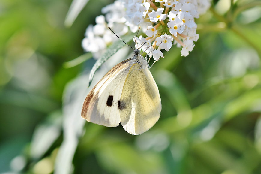 White butterfly perched on white flowers with green bokeh background