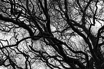 Black and white photo of gnarled bare tree branches against sky