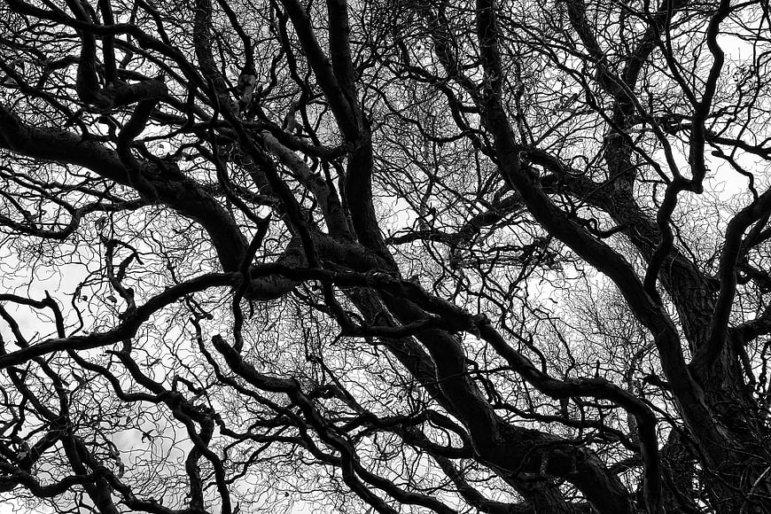 Black and white photo of gnarled bare tree branches against sky